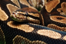 Eve - Ball Python