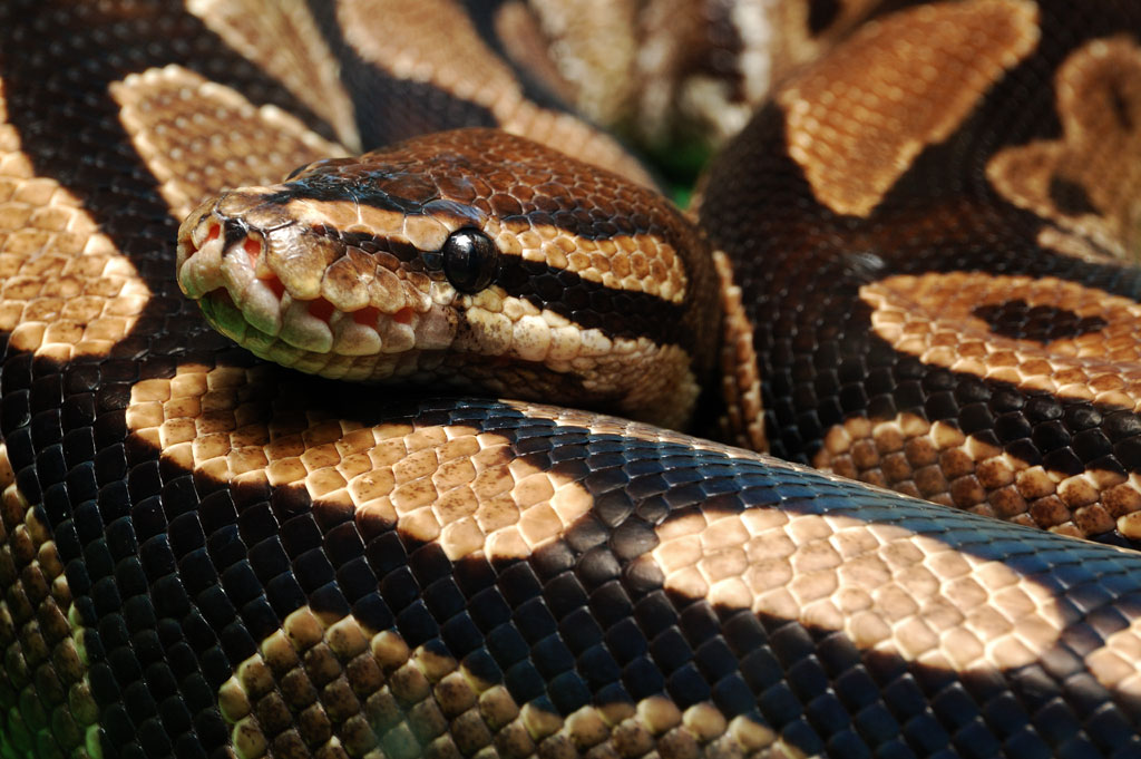 Eve - Ball Python