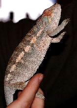Medusa -  Panther Chameleon