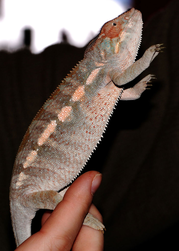 Medusa -  Panther Chameleon