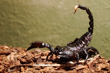 Emperor Scorpion