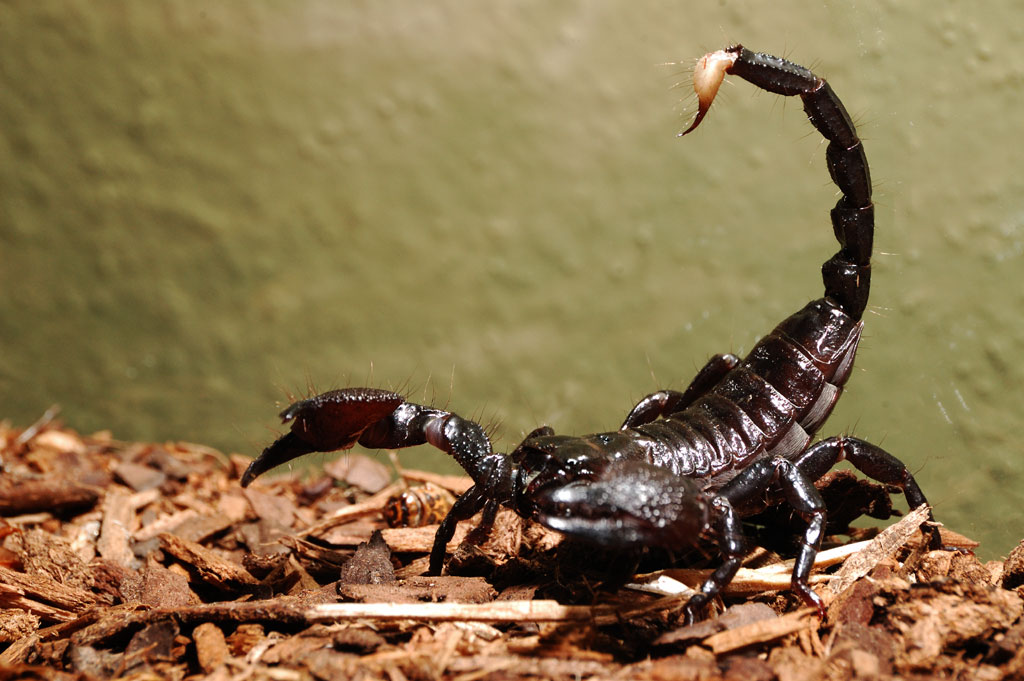 Emperor Scorpion