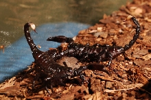 Emperor Scorpions