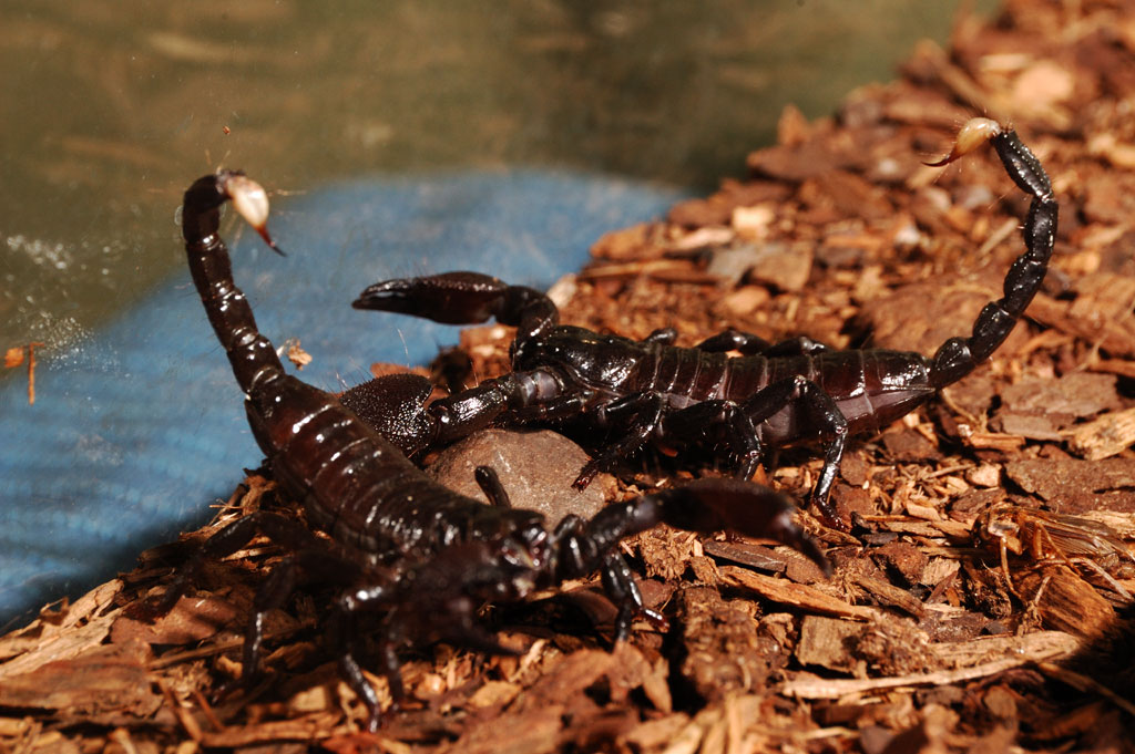 Emperor Scorpions