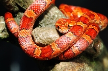 Yoyo - Corn Snake