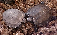 emysemys emysphayrei