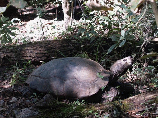 Big-Mama