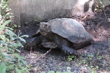 crookgru