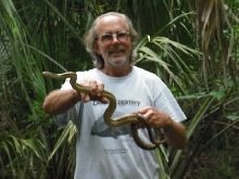 Yellow Rat Snake