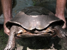 eefemaletail