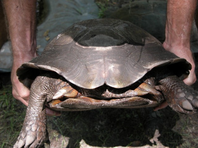 eefemaletail