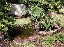 pondside1