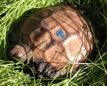 teakwood3