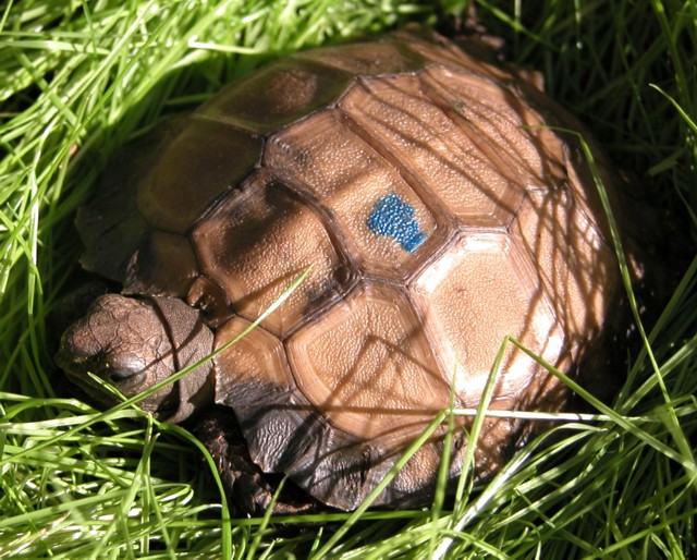 teakwood3