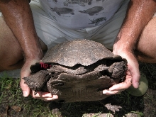 maletailtipee