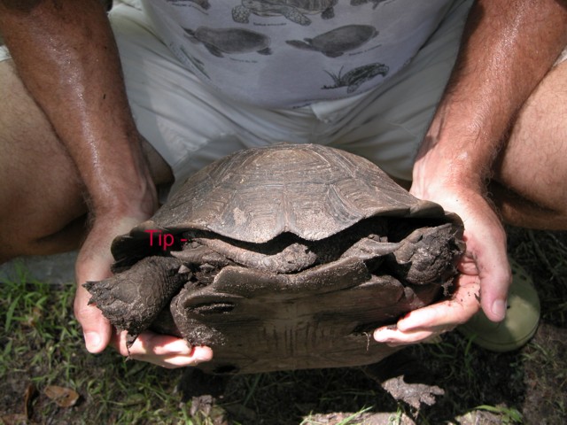 maletailtipee