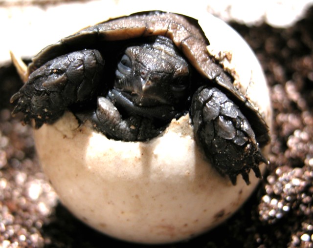 egg hatch 09 ph