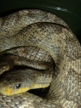 Ratsnake 1
