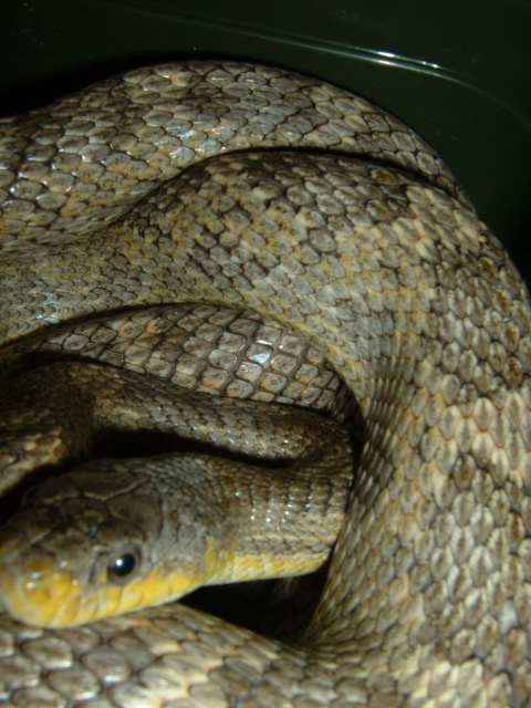 Ratsnake 1