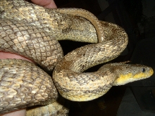 Ratsnake 2