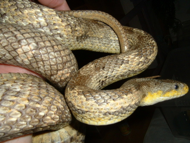 Ratsnake 2
