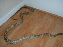 Ratsnake 3