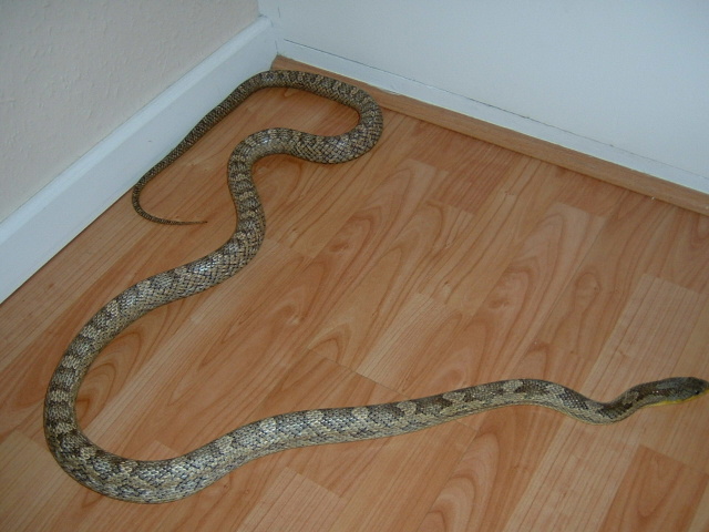 Ratsnake 3