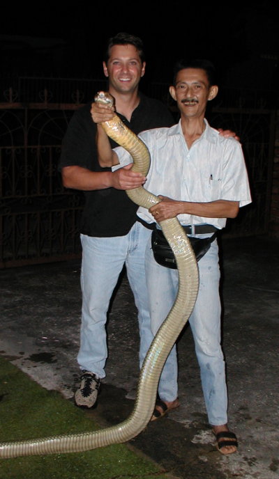 BIG King Cobra