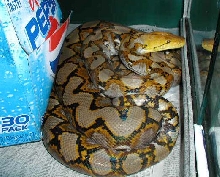 My retic