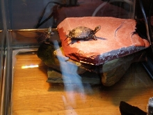 Spotted Basking