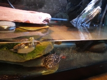 Clear Water