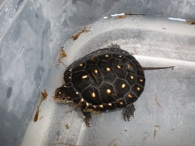 New Spotted Baby 01/09
