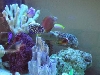 Aquarium 2
