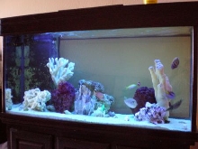 Fish Aquarium