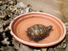 Goldie soaking