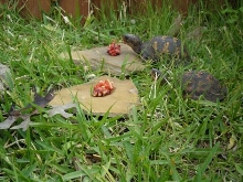 Eastern Juvies 4/09