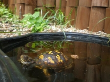 Goldie Swimming