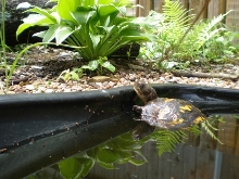 Goldie Swimming