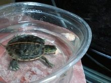 Rocky eating krill