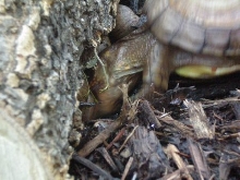 Three-Toed Eating Garden Snail