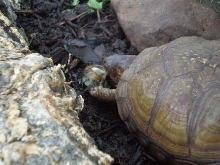 Three-Toed Eating Snail II