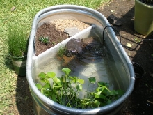 Stock Tank Finished II