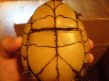 Three-Toed plastron