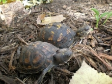 Eastern BT juvies