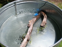 Stock tank 3