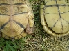 Three-Toed tails