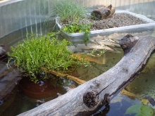Stock tank 6
