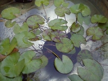 Stock tank 5