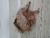 Bat 3