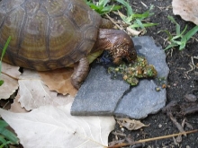 Rusty Eating